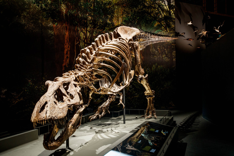 Naturalis + gratis toegang Rexperience